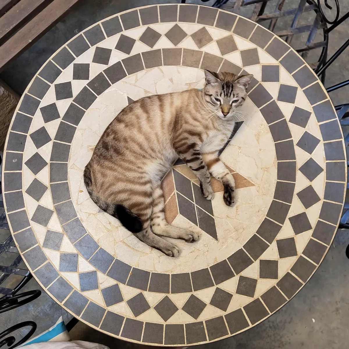 mando coworking_cat chill