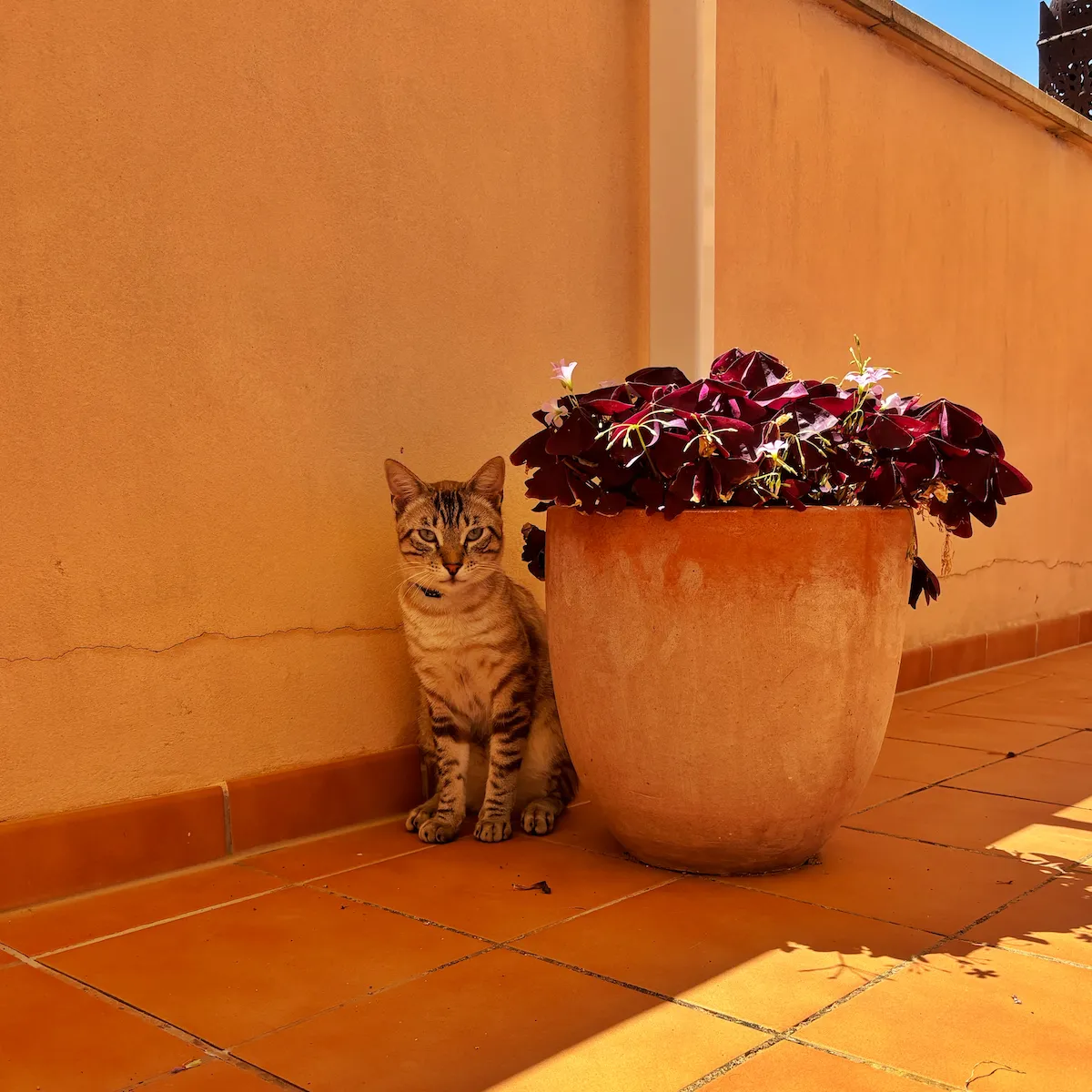 mando coworking_cat clover