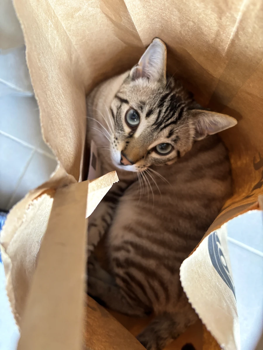 mando paperbag lover