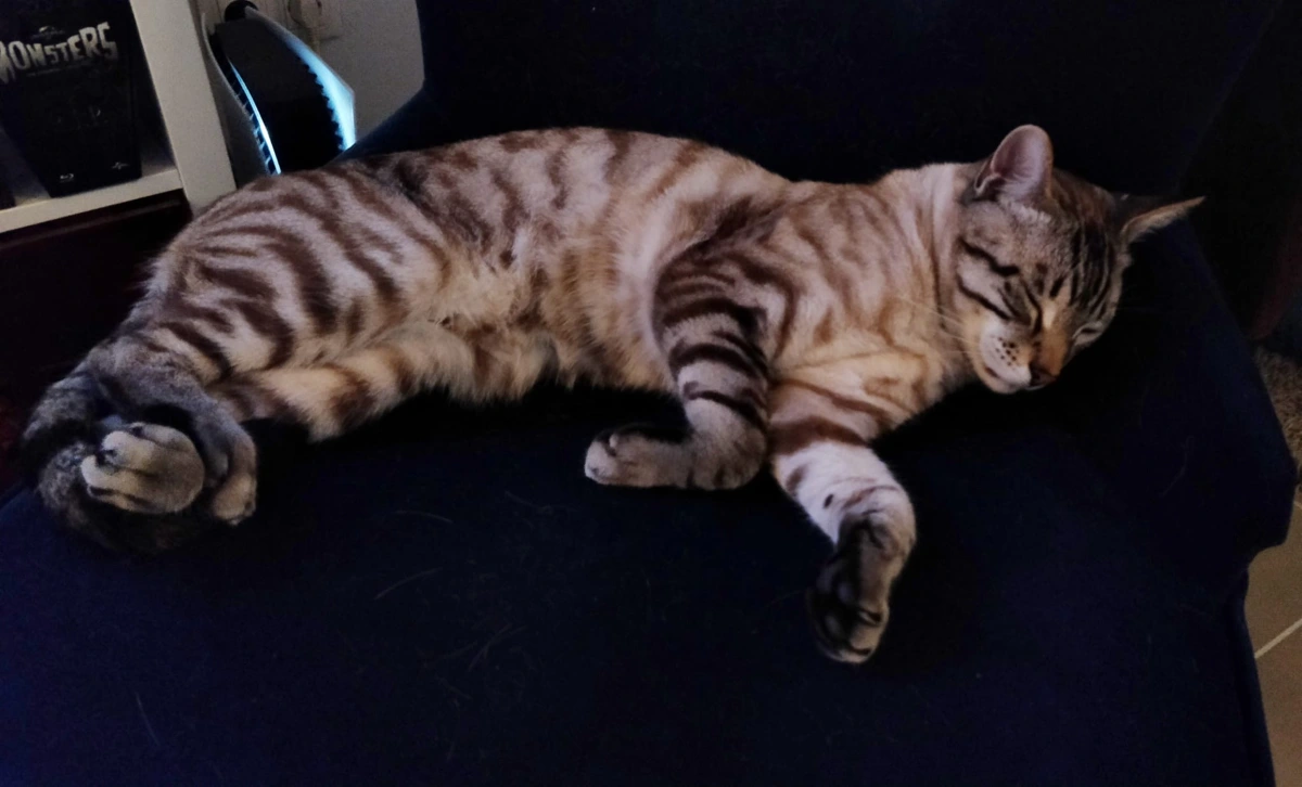 mando rayaworx chill