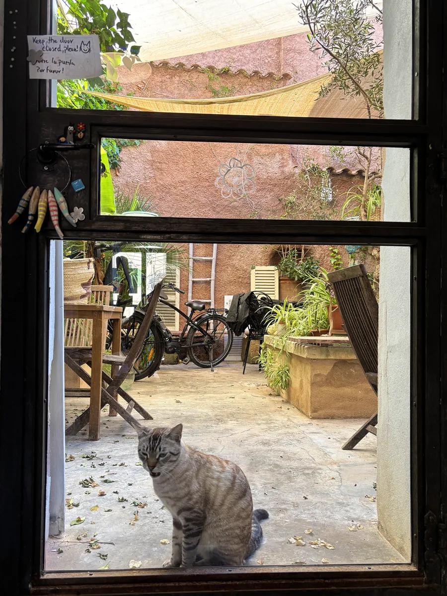 mando rayaworx patio meow